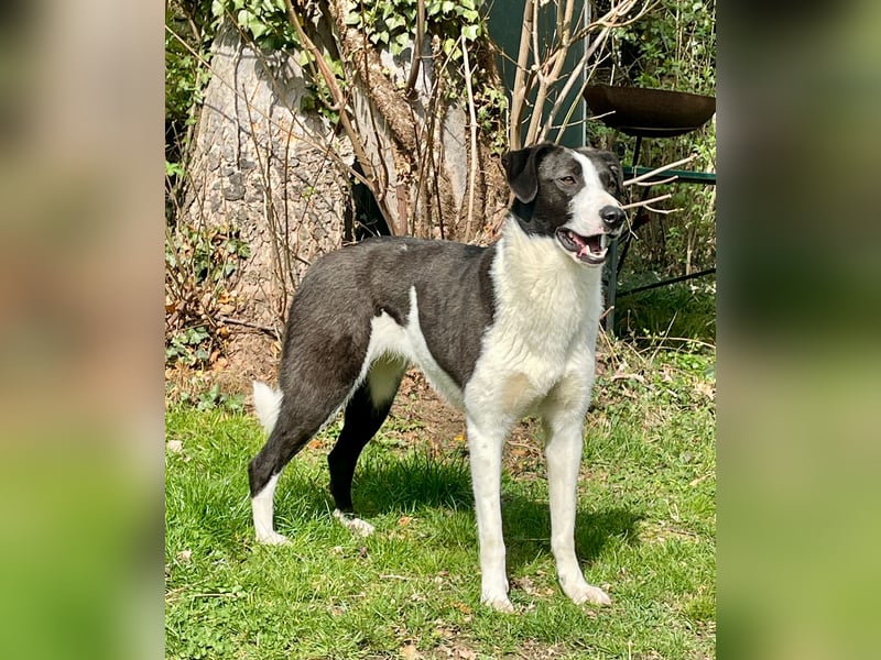 YAELA, wunderbarer Rohdiamant, 2,5 Jahre, 52 cm, Mischling, Tierschutz, Pflegestelle Köln