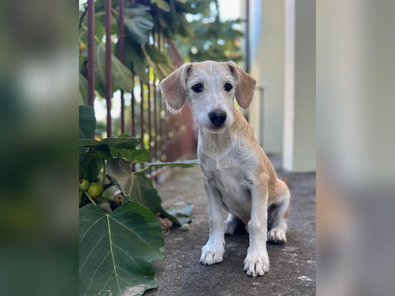Finch aus unserem Vogel Wurf wartet in Portugal auf dich!