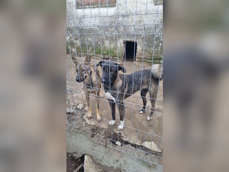 ⭐️AVA⭐️, toller Name, tolle Hündin, 2 Jahre, 52 cm, Mischling, Tierschutz