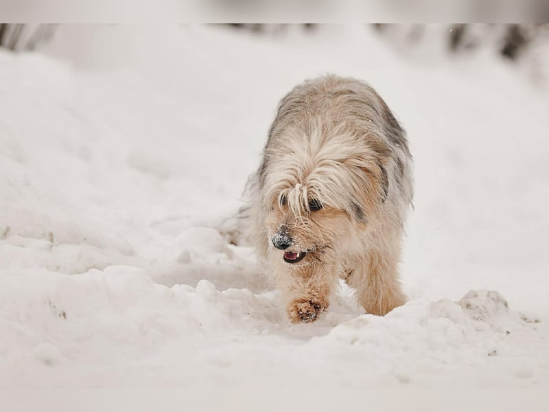 Kleiner Clown Benny sucht seine Menschen