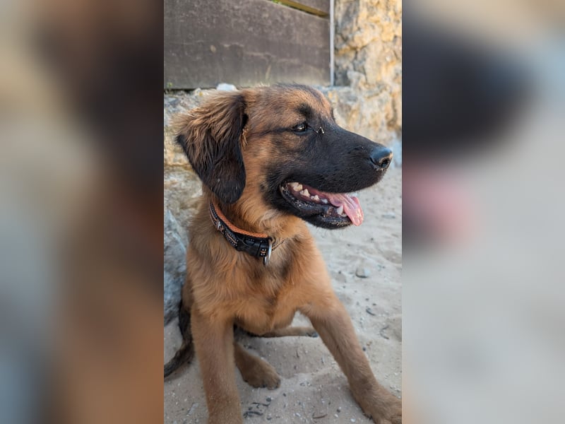 Zauberhafter Atos wartet auf unserem Tierschutzhof in Portugal!