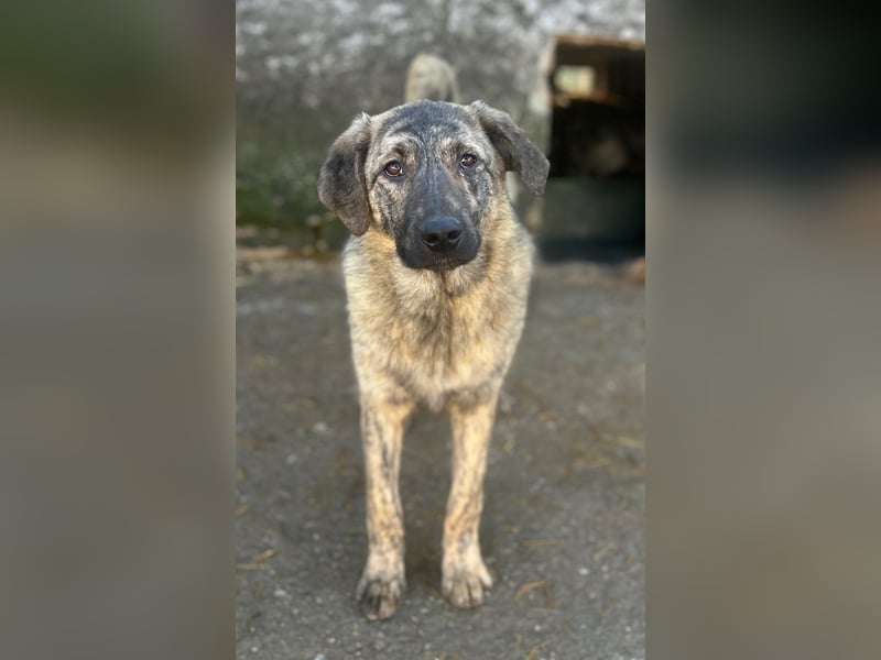 HELEN, schüchternes Notfell, 10 Monate, 53 cm, Herdenschutz-Mix, Tierschutz Rumänien