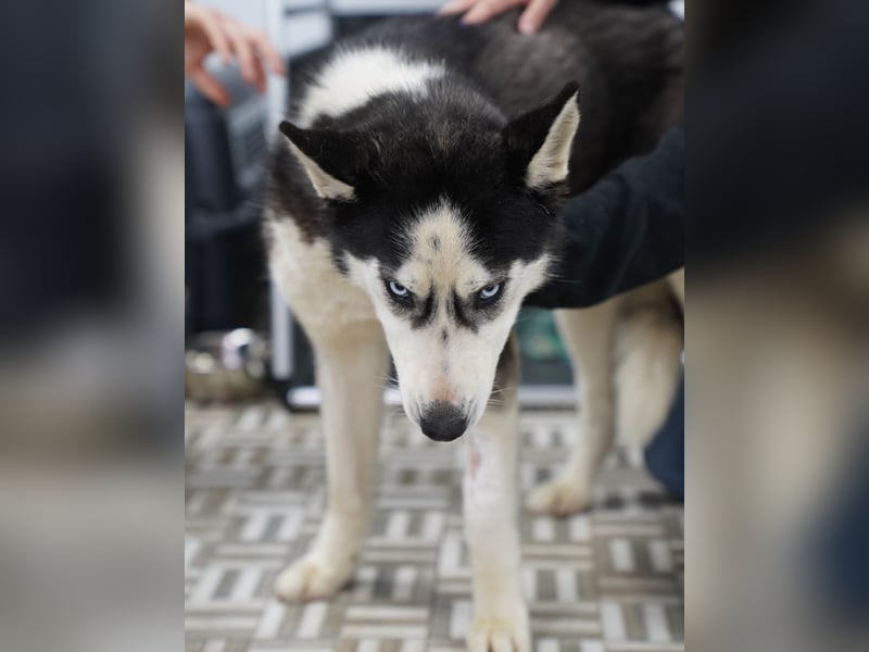 ⭐️DAENERYS⭐️, bezaubernde Huskyhündin, 1 Jahr, 54 cm, Tierschutz Rumänien