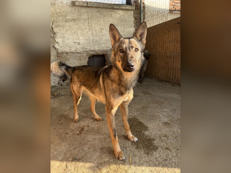 ⭐️BIBO⭐️, rücksichtsvoller Sonnenschein, Rüde, 1,5 Jahr, 55 cm, Mischling, Tierschutz