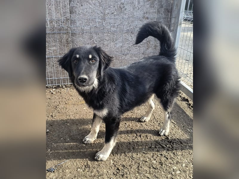 ⭐️DEALY⭐️, sanfte Schönheit, Hündin, 11 Monate, ca. 55 cm, Mischling, Tierschutz