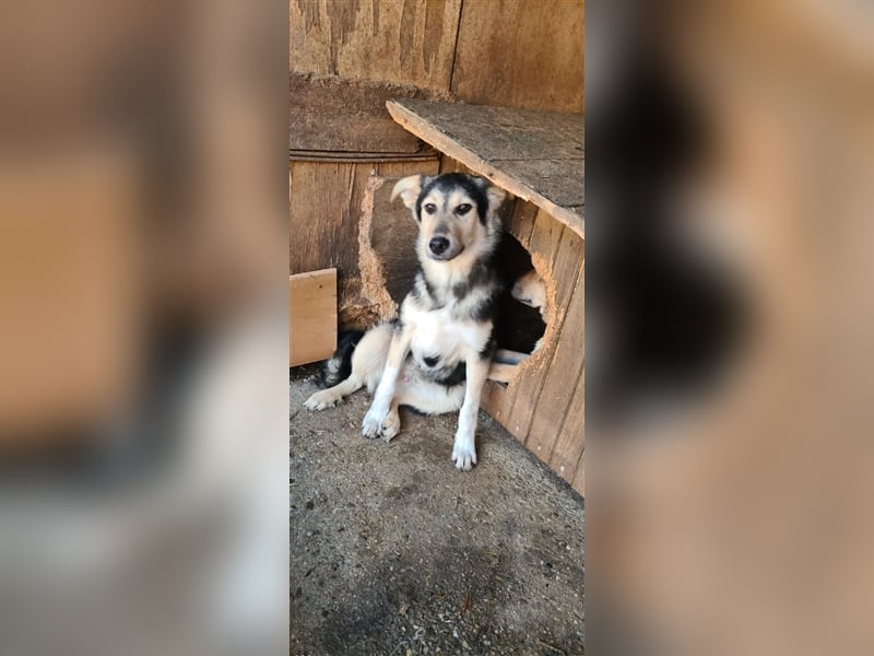 Liebevoller Jungrüde hat es satt, im Shelter zu sein