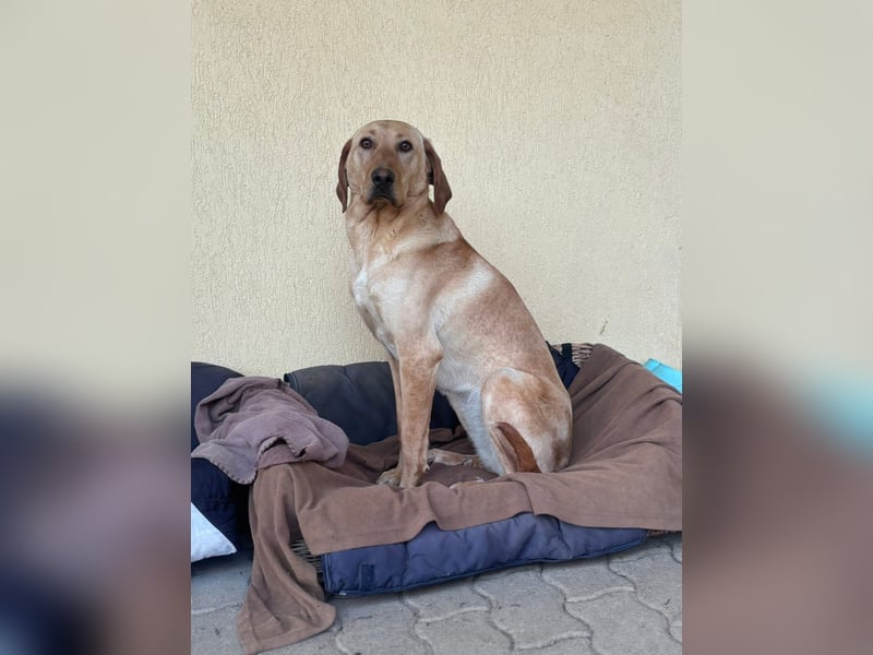 Charlotte sucht ein zu Hause