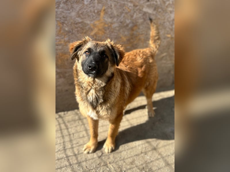 TET, aktiver Jungspund, 8 Monate, 56 cm, Mischling, Tierschutz Rumänien