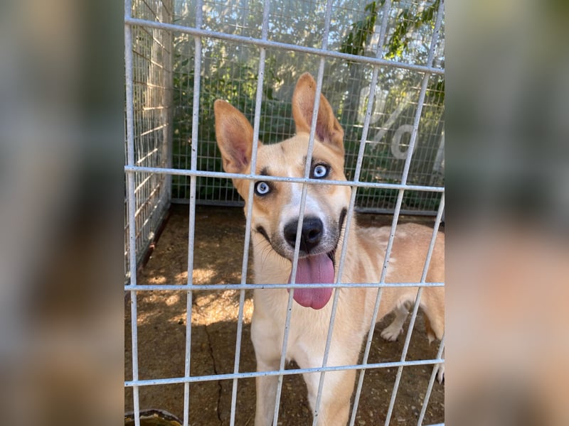 Csillag möchte einen Ruheplatz