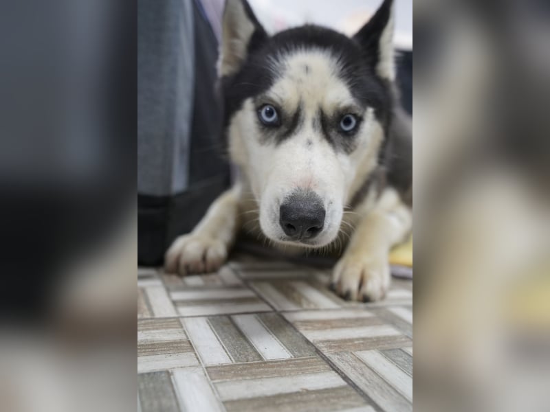 ⭐️DAENERYS⭐️, bezaubernde Huskyhündin, 1 Jahr, 54 cm, Tierschutz Rumänien