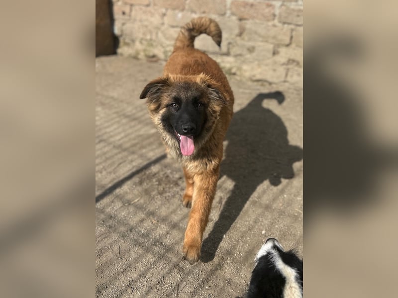 TET, aktiver Jungspund, 8 Monate, 56 cm, Mischling, Tierschutz Rumänien