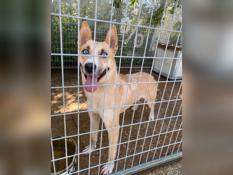 Csillag möchte einen Ruheplatz