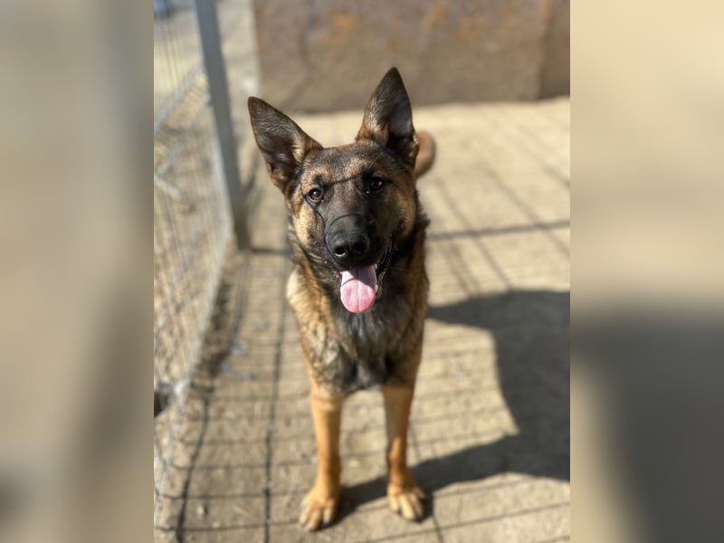 ⭐️TIRANA⭐️, Malinois-Mischling, Hündin, 8 Monate, 54 cm, Mischling, Tierschutz Rumänien