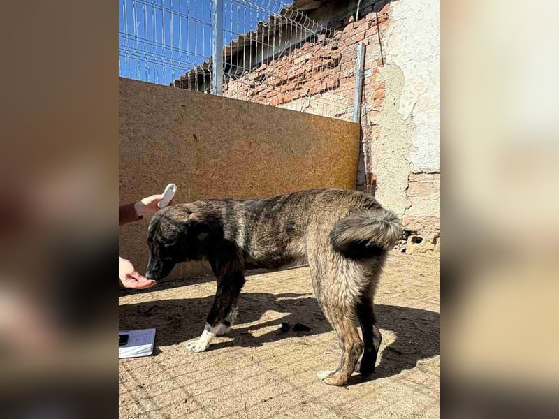 ⭐️AVA⭐️, toller Name, tolle Hündin, 2 Jahre, 52 cm, Mischling, Tierschutz Rumänien