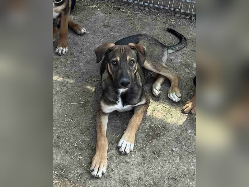 ⭐️EPPO⭐️, entspannter, junger Rüde, 9 Monate, bis 50cm ausgew., Mischling, Tierschutz