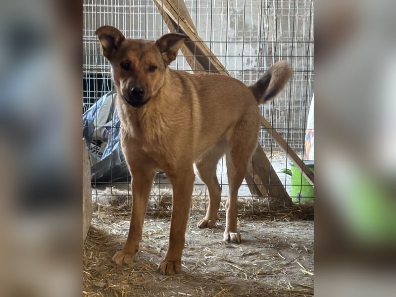 ⭐️BROWN BEAUTY⭐️, feinfühlige Hündin, 2 Jahre, 55 cm, Mischling, Tierschutz