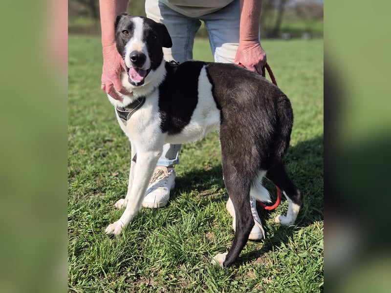 YAELA, wunderbarer Rohdiamant, 2,5 Jahre, 52 cm, Mischling, Tierschutz, Pflegestelle Bonn