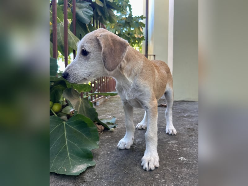Finch aus unserem Vogel Wurf wartet in Portugal auf dich!