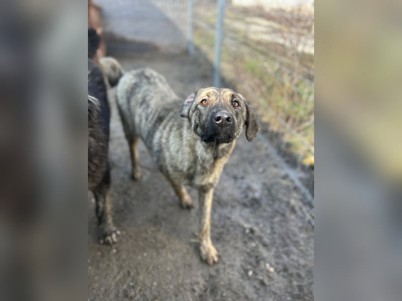 HELEN, schüchternes Notfell, 10 Monate, 53 cm, Herdenschutz-Mix, Tierschutz Rumänien