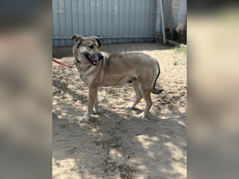 Nayeli sucht ein Zuhause mit Erfahrung