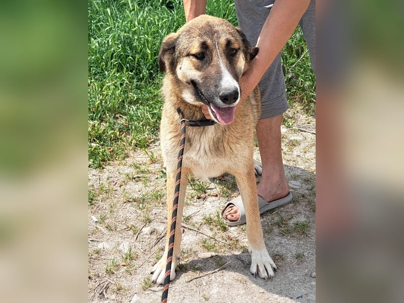 Cory - eine hübsche Hündin sucht ihr Zuhause