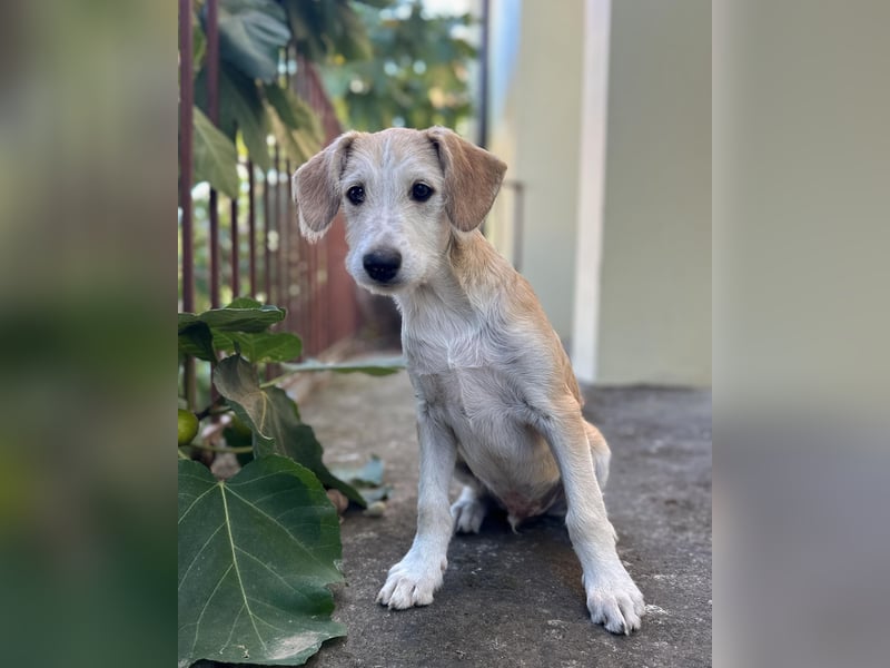 Finch aus unserem Vogel Wurf wartet in Portugal auf dich!