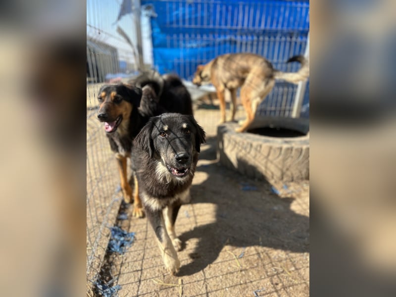 ⭐️DEALY⭐️, sanfte Schönheit, Hündin, 11 Monate, ca. 55 cm, Mischling, Tierschutz