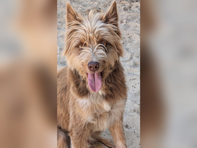Charmanter Felix wartet auf unserem Tierschutzhof in Portugal!