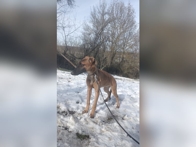 Seppl Tierschutzhund sucht ein Zuhause