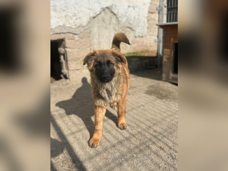 TET, aktiver Jungspund, 8 Monate, 56 cm, Mischling, Tierschutz Rumänien