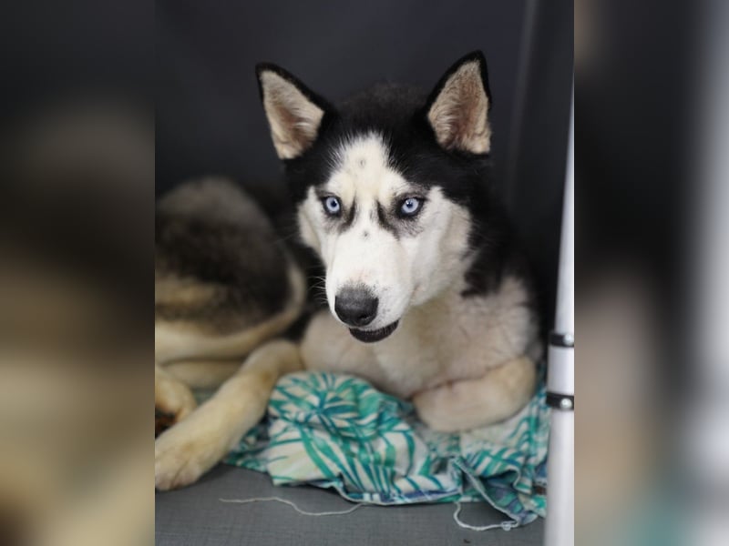 ⭐️DAENERYS⭐️, bezaubernde Huskyhündin, 1 Jahr, 54 cm, Tierschutz Rumänien
