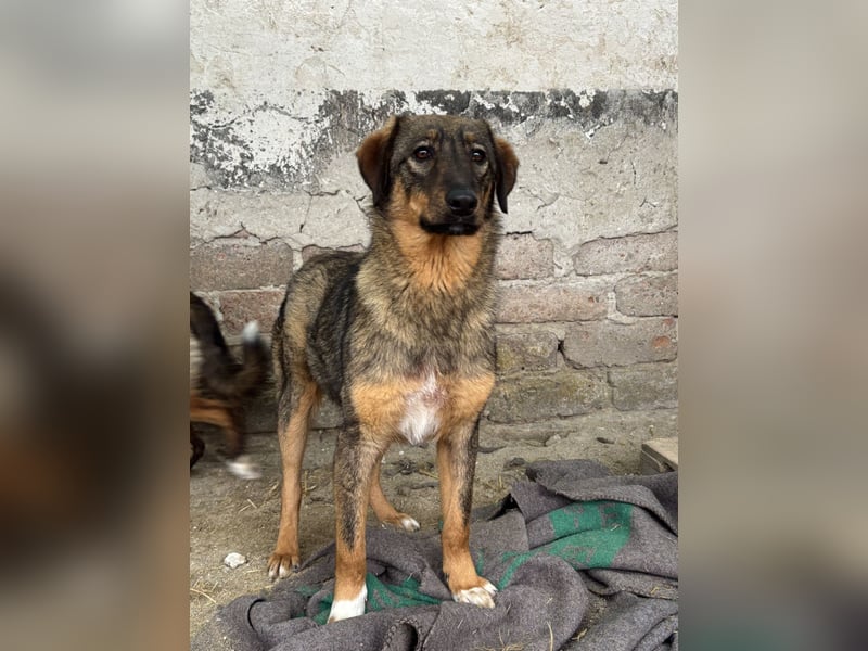 ⭐️AMY⭐️, unkomplizierte Hündin, 2 Jahre, 59 cm, Mischling, Tierschutz Rumänien