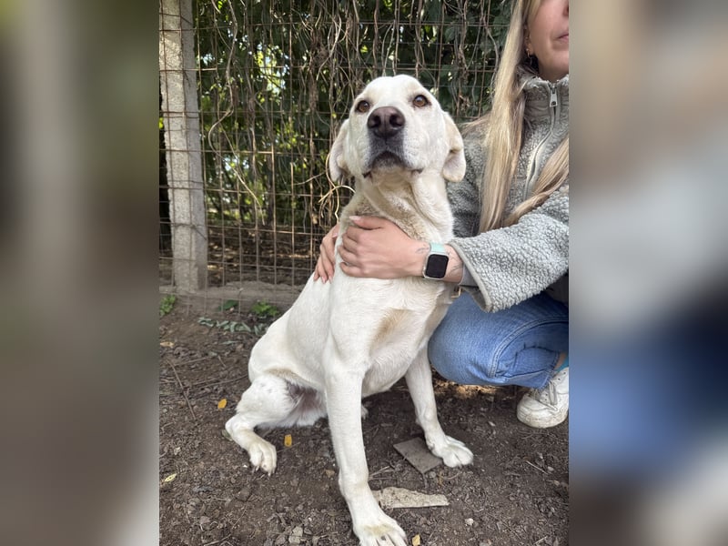 Szamóca sucht nach dir