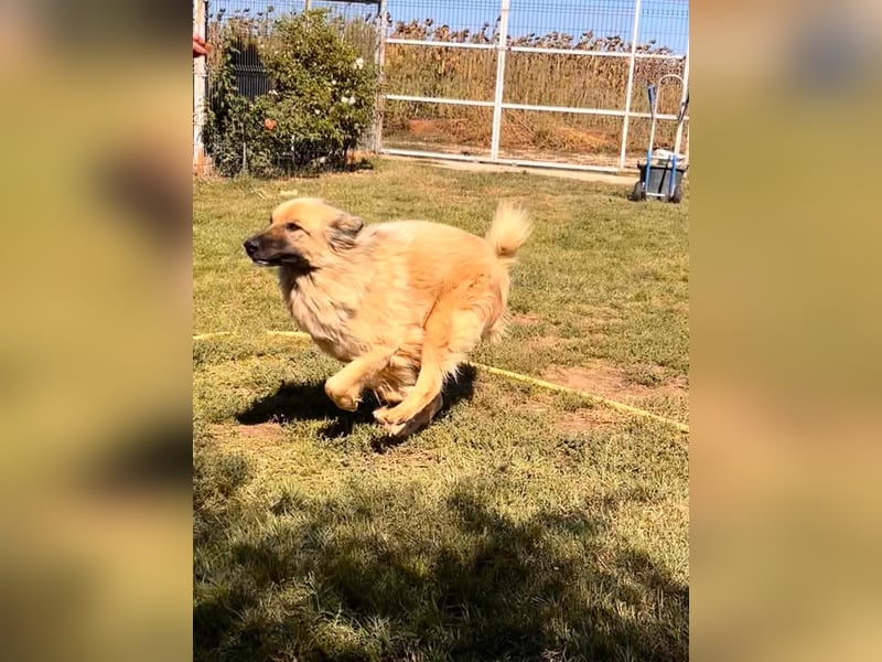 Halvar Tierschutzhund sucht ein Zuhause