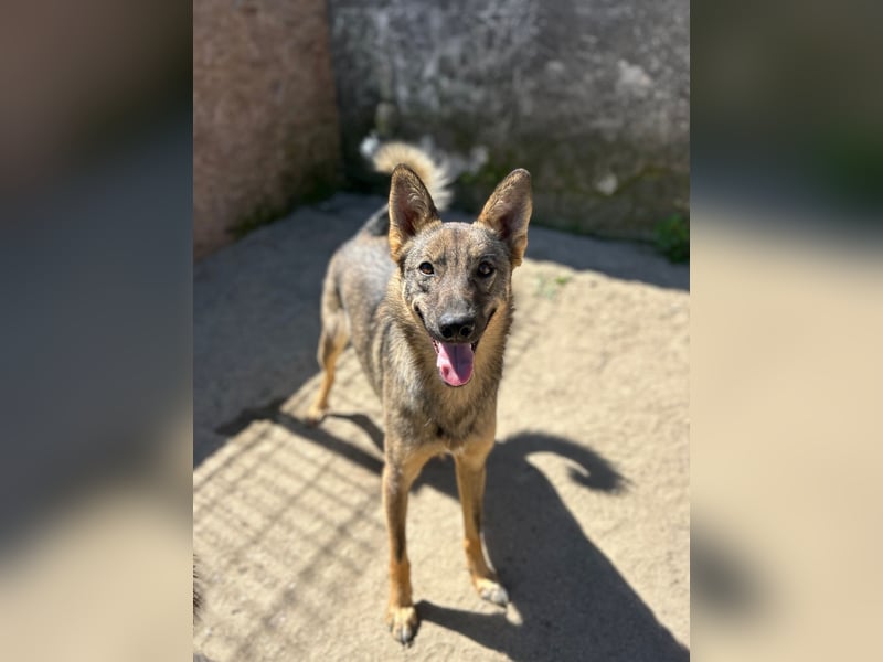 ⭐️BIBO⭐️, rücksichtsvoller Sonnenschein, Rüde, 1,5 Jahr, 55 cm, Mischling, Tierschutz