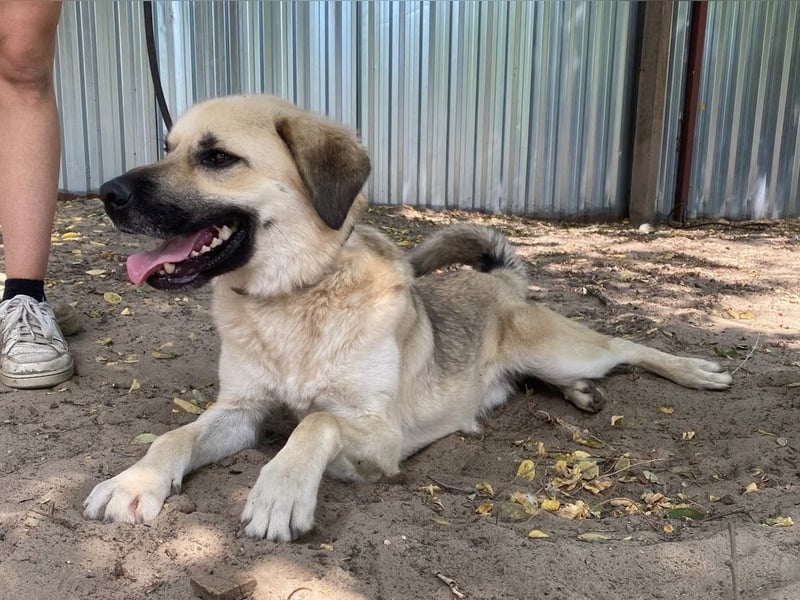 Csimo - warum wird er immer übersehen