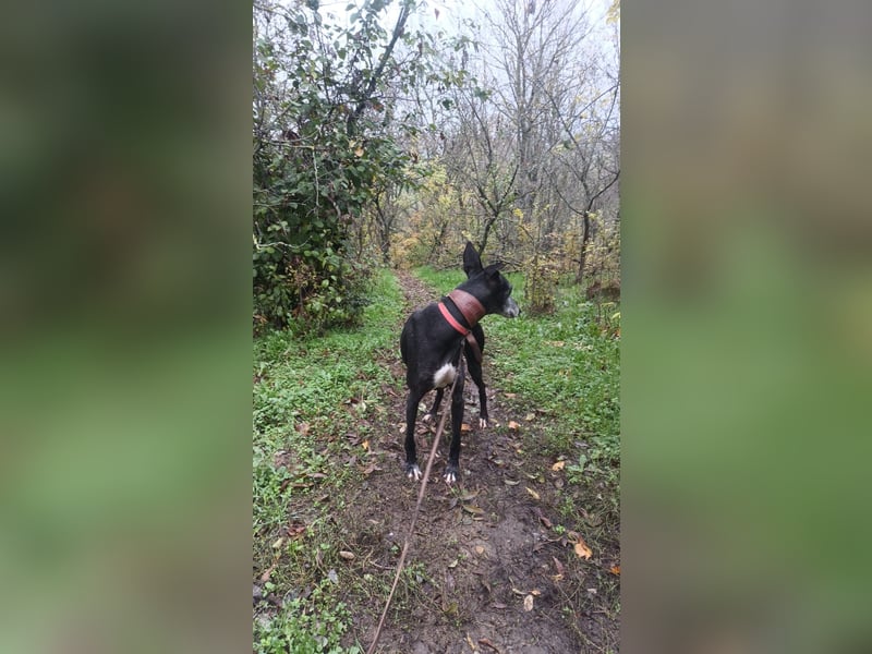 Nisha Tierschutzhund sucht ein Zuhause