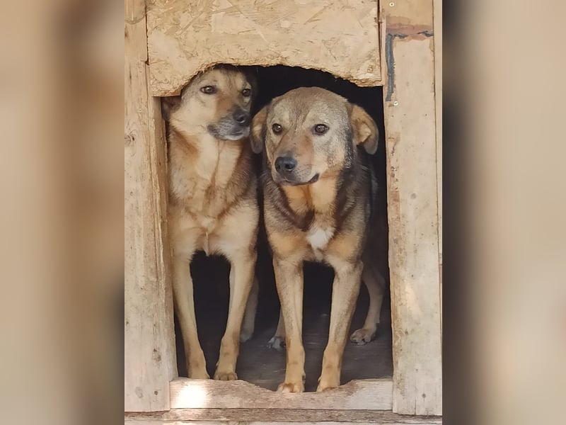 ⭐️SASHA⭐️ schüchterner Herzensbrecher, Rüde, 8 Jahre, 51 cm, Mischling, Tierschutz