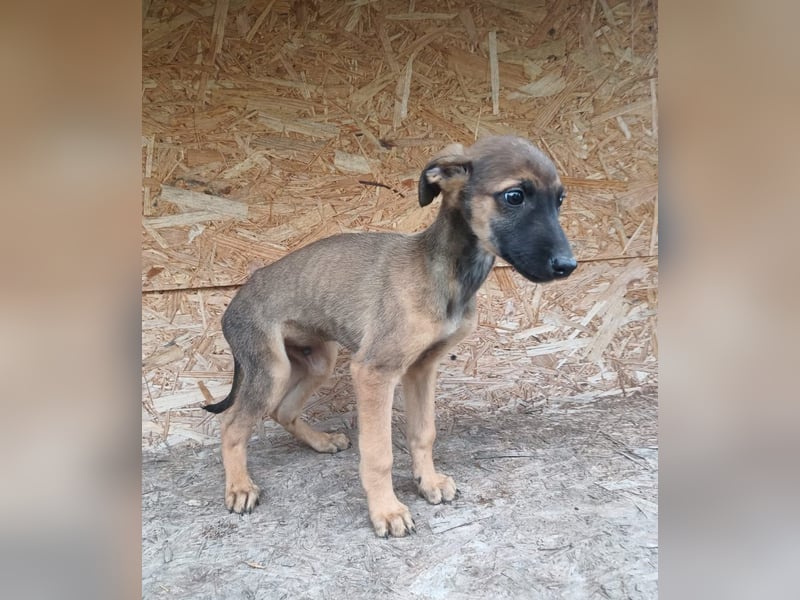 Seppl Tierschutzhund sucht ein Zuhause