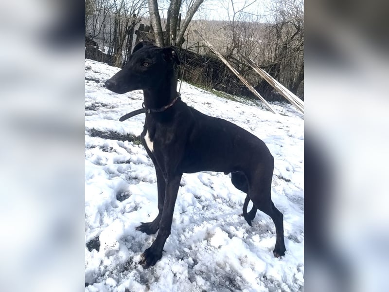 Sancho Tierschutzhund sucht ein Zuhause