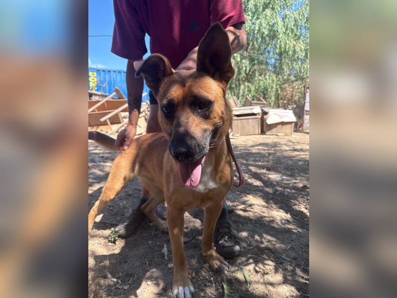 Eda sucht Abenteuer-Buddy