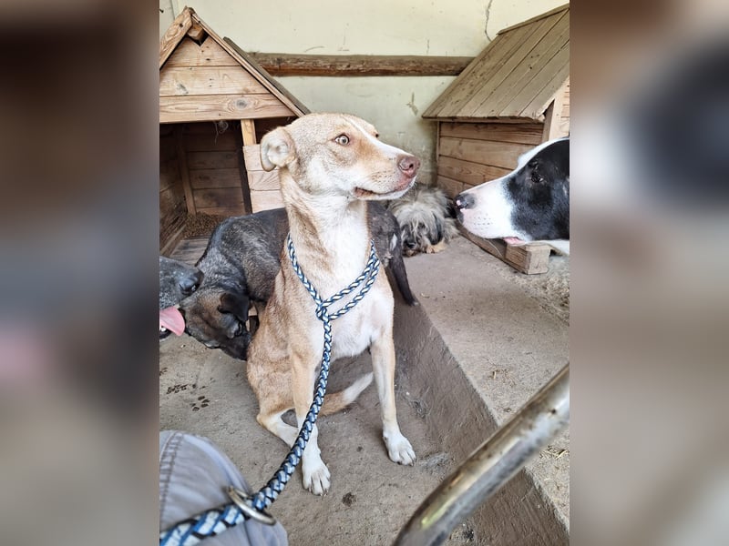 Der hübsche Leon sucht seine Familie