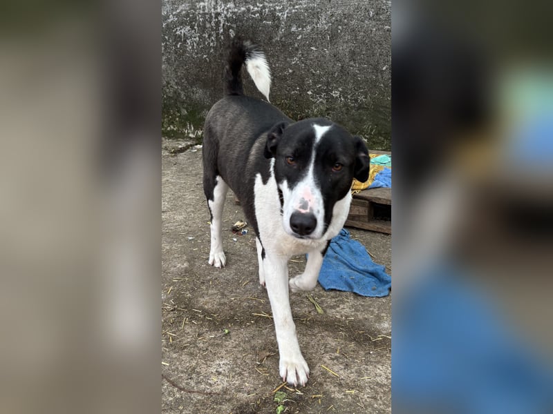 ⭐️GERDI⭐️, herzliche Hündin, 2,5 Jahre, 54 cm, Mischling, Tierschutz