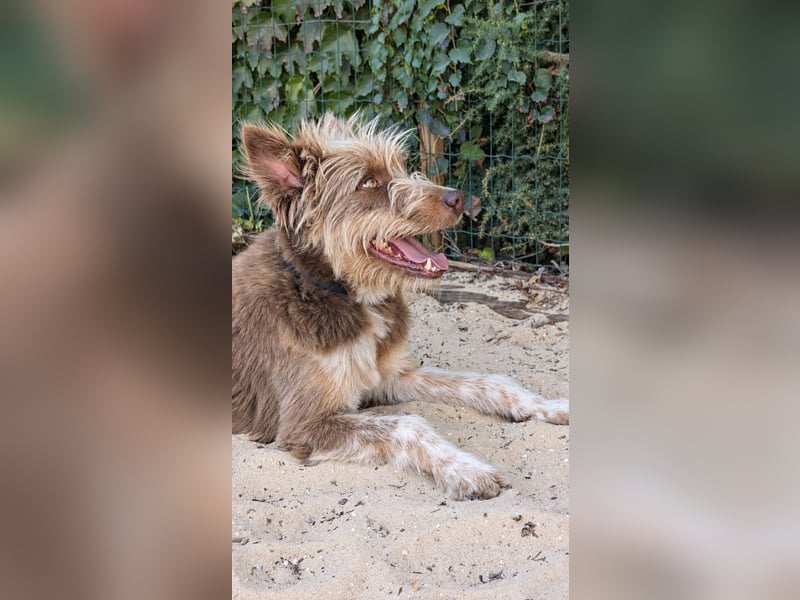 Charmanter Felix wartet auf unserem Tierschutzhof in Portugal!