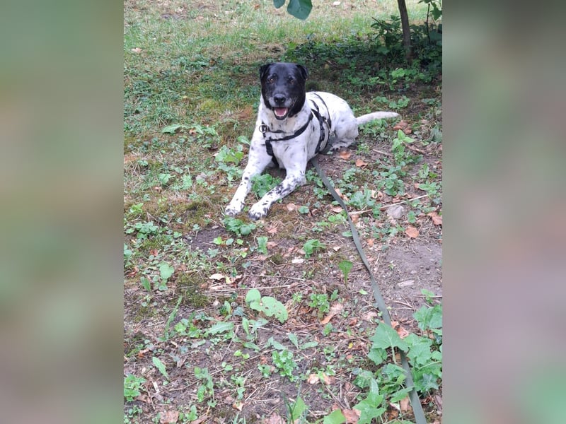 Rüde Monty auf Pflegestelle in D-Groß Gerau