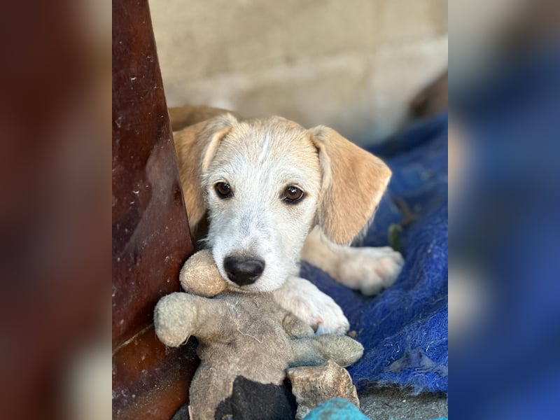 Finch aus unserem Vogel Wurf wartet in Portugal auf dich!