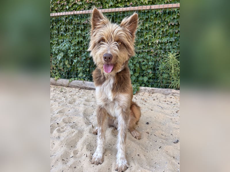 Charmanter Felix wartet auf unserem Tierschutzhof in Portugal!