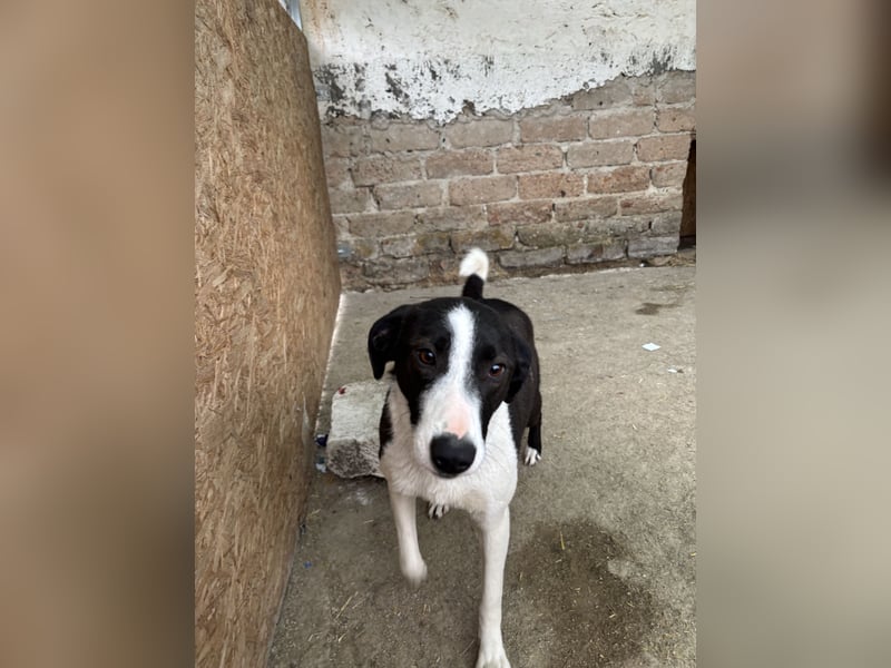 YAELA, wunderbarer Rohdiamant, 2,5 Jahre, 52 cm, Mischling, Tierschutz, Pflegestelle Bonn