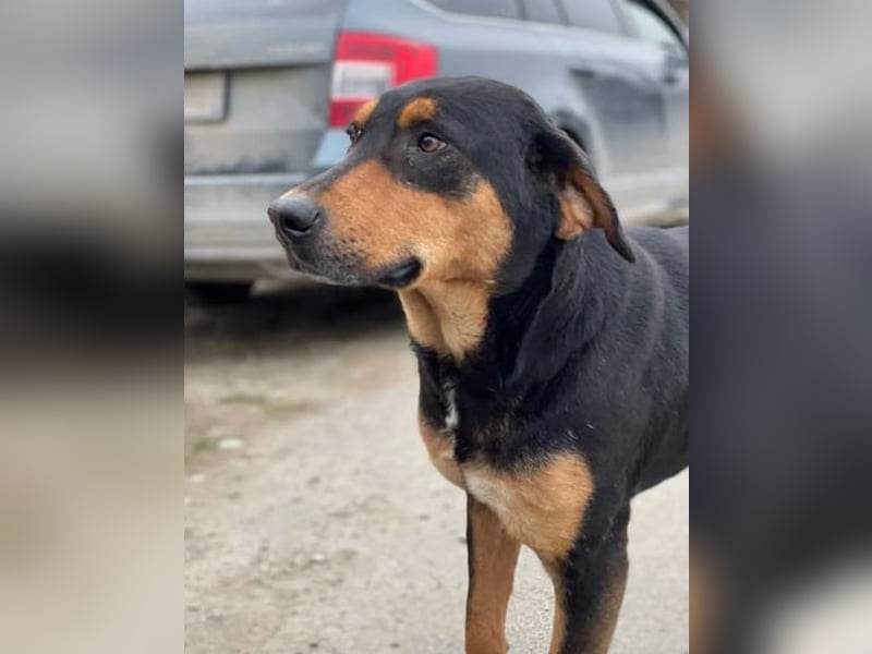 ⭐️ROCKET⭐️, absoluter Menschenfreund, Rüde, 8 Jahre, 55 cm, Mischling, Tierschutz Rumänien