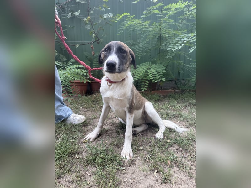 Hézöl sucht ihre Menschen!